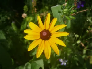 beautiful daisy with a warm glow of sunlight bouncing off.