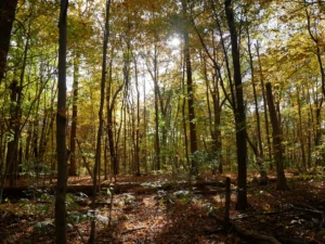 Sunglight bursting though the forest creating a beautiful shadow