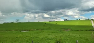 Hillside in Kentucky, cows standing in bright sunshine and stormy darkness.