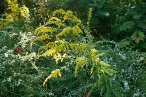 Goldenrod with a gleaning of sun.