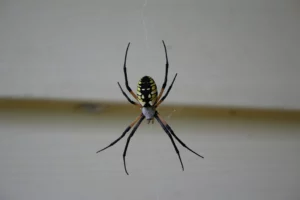 A Golden Orb-Weaver