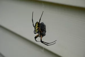 A Golden Orb-Weaver enjoying a Horsefly snack!