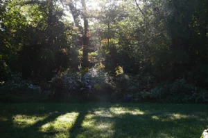 A shaft of light poking through the trees.